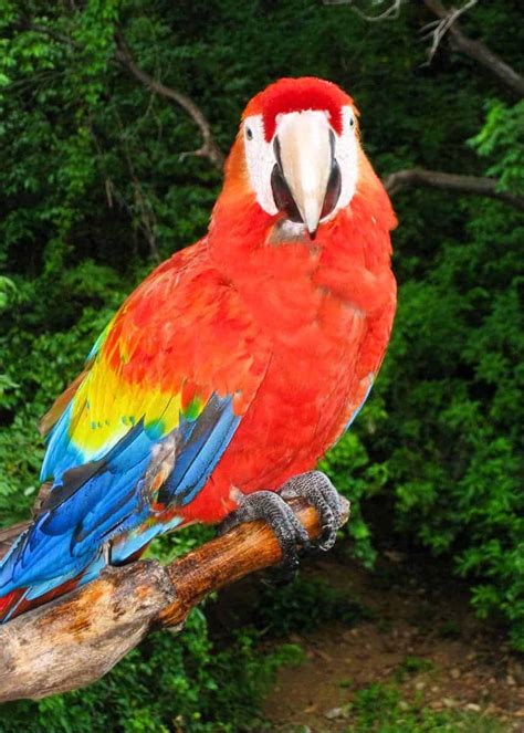 28 Scarlet Macaw Facts (Ara macao) Guide to Both Subspecies | Storyteller Travel