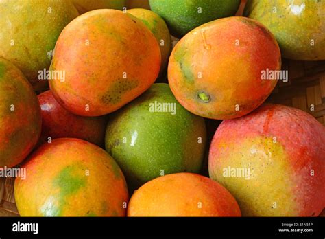 Kerala mango hi-res stock photography and images - Alamy