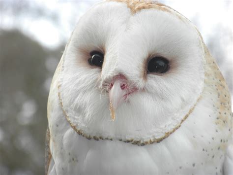 Barn Owl - Lindsay Wildlife Experience