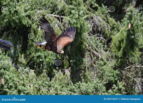 A Picture of a Harris`s Hawk Flying in the Air. BC Stock Image - Image of beak, avian: 204776377