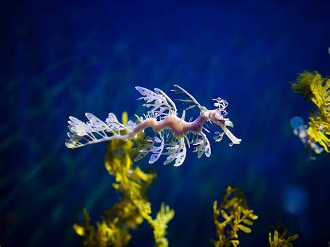 Leafy Seadragon - California Academy of Sciences