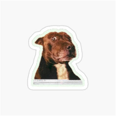 "skeptical looking dog meme" Sticker for Sale by Clarisse777 | Redbubble