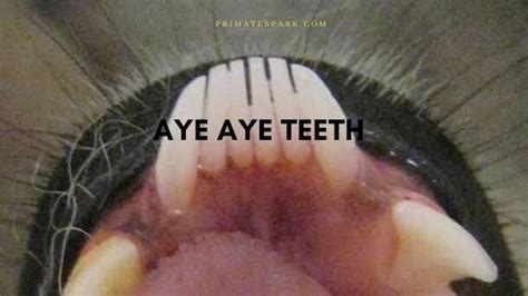 What is the Dental Formula of Aye Aye Teeth? - Primates Park