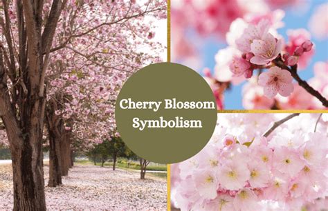 Cherry Blossom Flower - Meaning and Symbolism - Symbol Sage