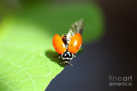 Ladybug Wings Photograph by Jennifer Churchman - Fine Art America