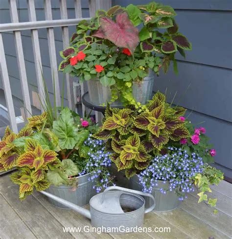 Creative Ideas for Shade Container Gardens - Gingham Gardens