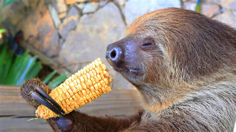 PsBattle: Sloth Eating Corn : r/photoshopbattles