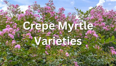 21 Best Crepe Myrtle Varieties To Enliven Your Landscape - Rennie Orchards