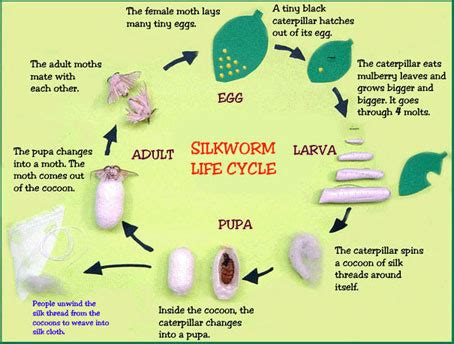 explain the life cycle of silk worm Science Fibre to Fabric - 1837 | Meritnation.com