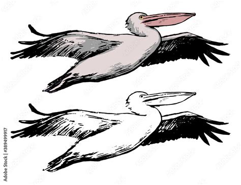 Drawing of flying pelican. Realistic sketch of tropical bird. Hand ...