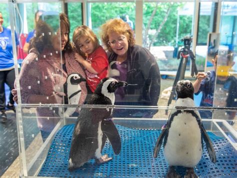 PHOTOS: Mystic Aquarium Penguins visit The Mayer Center