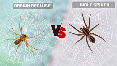 Brown Recluse vs Wolf Spider: Identify the Differences