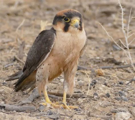 Lanner Falcon - Facts, Diet, Habitat & Pictures on Animalia.bio