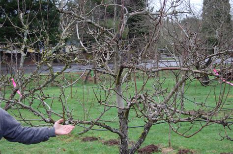 Pear and Apple Tree Pruning – On The Banks of Salt Creek