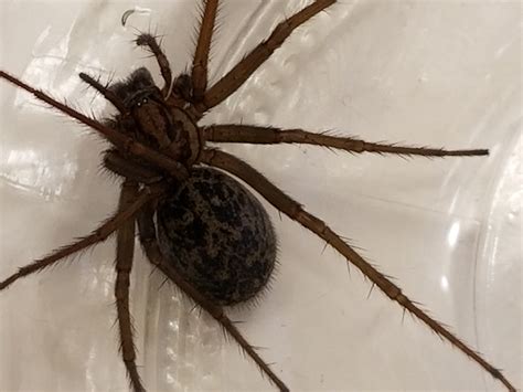 Eratigena duellica (Giant House Spider) in North Bend, Oregon United States