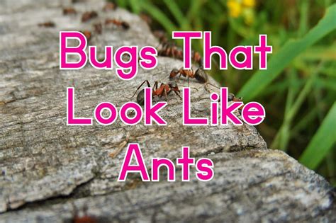 18 Bugs That Look Like Ants (Pictures and Identification)