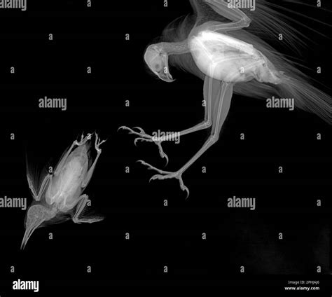 Sparrowhawk hunting starling, X-ray Stock Photo - Alamy