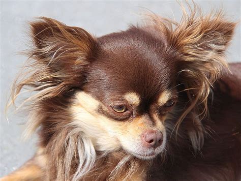 Chihuahua (dog) | Chihuahua dog pictures, Chihuahua puppies, Chihuahua dogs