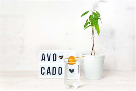 Expert Tips on How to Grow an Indoor Avocado Tree - Birds and Blooms