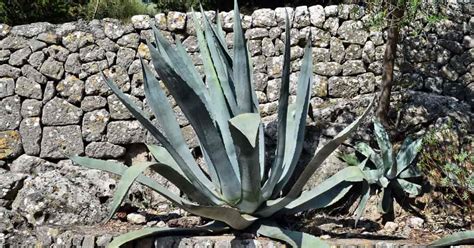 Century Plant Care: Growing The Agave Americana