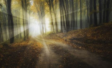 Misty Forest Path stock photo. Image of seasons, peace - 20302564