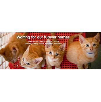 Cat Haven - Cat Rescue, Cat Adoption - Perth, WA