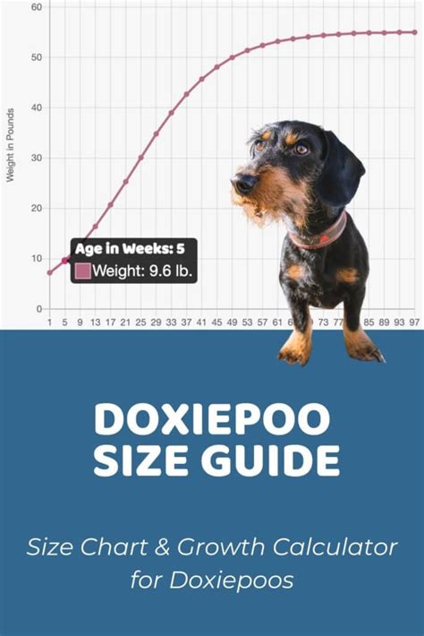 Westiepoo Size Chart + Interactive Weight Calculator - Doodle Doods