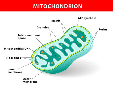 Who is Actually Credited to Having Discovered the Mitochondria - Biology Wise