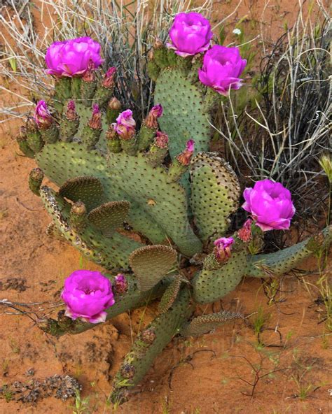 Pin by Kristin Cline on cactus sculpture | Prickly pear cactus, Cactus flower, Bloom