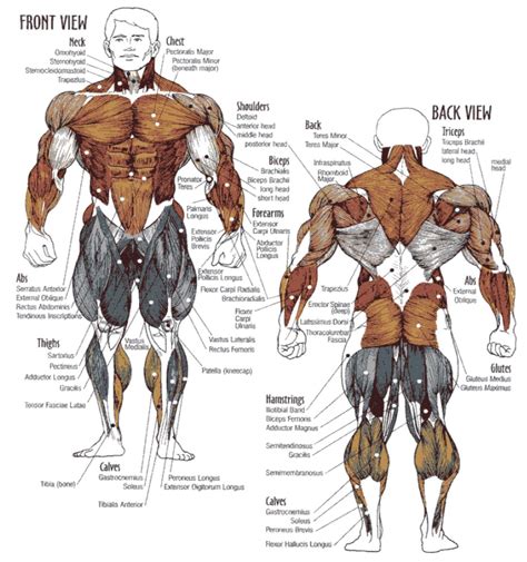 Lienzo Anatomy Chart Muscle Diagram Anime Workout Inspirational ...