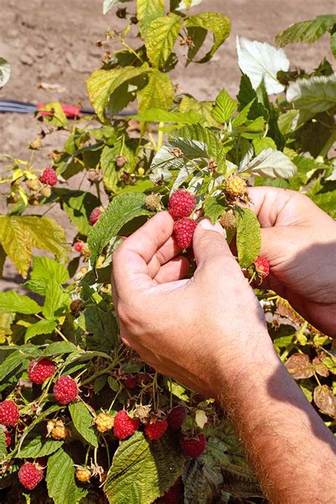 The Top 13 Raspberry Varieties to Grow in Zones 3-9 | Gardener’s Path