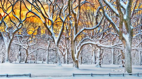 Free download Download 1920x1080 Bing HDR Winter Trees Wallpaper [1920x1080] for your Desktop ...