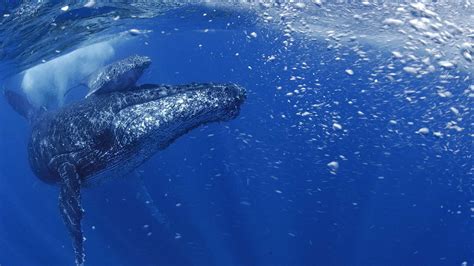 Blue Whales Eating Krill