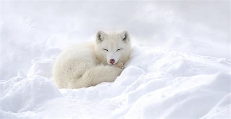 Animals in Winter: Activities to Study Hibernation and Camouflage