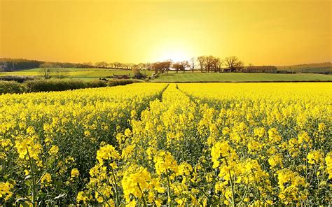 Yellow Canola Field Wallpapers - Wallpaper Cave