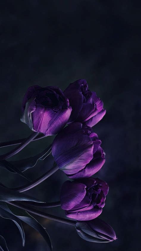 Download Captivating Dark Purple iPhone Wallpaper with Tulips Wallpaper | Wallpapers.com