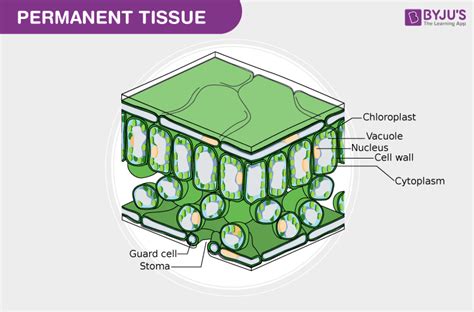 Permanent Tissue-Types And Functions of Permanent Tissue