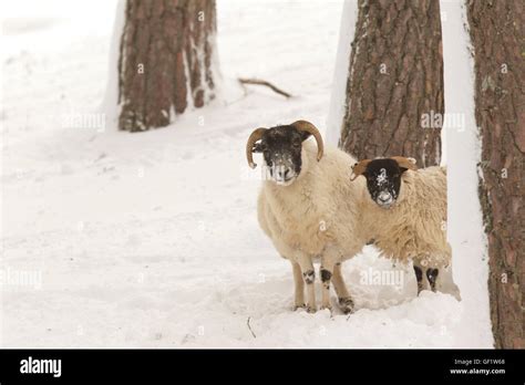 Urial sheep hi-res stock photography and images - Alamy