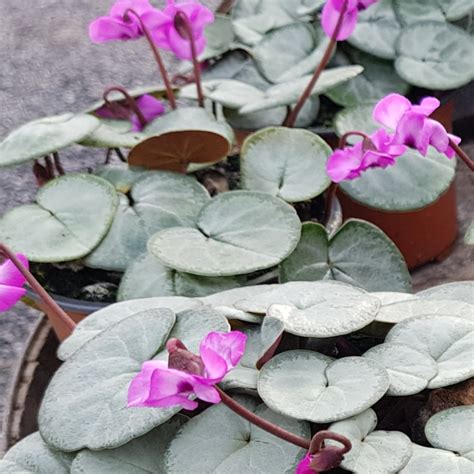 Cyclamen coum 'Silverleaf' - buy plants at Coolplants