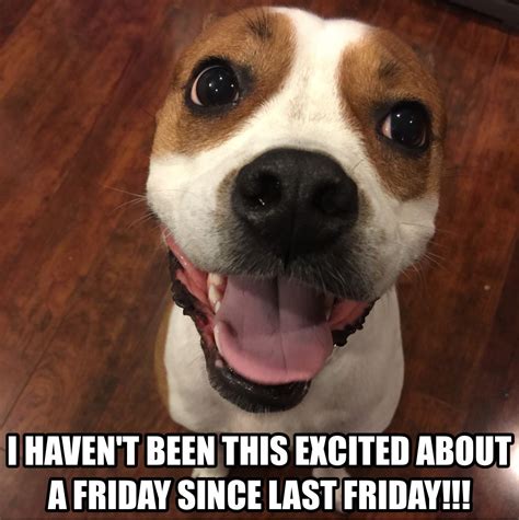 Friday's are my favorite! #chewslife #memes #dogmemes #dogs #dogslife #chewiesteve #fridays # ...