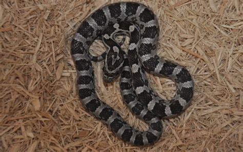 11 Amazing Corn Snake Morphs Facts [With Picture]