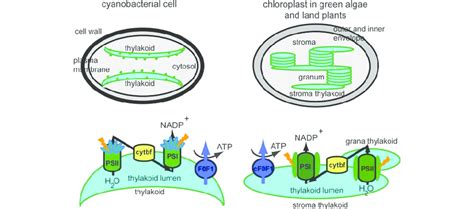 Thylakoid membrane organization and composition in cyanobacteria and... | Download Scientific ...