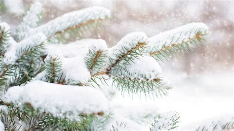 Snow Falling on Pine Trees | HD Wallpapers