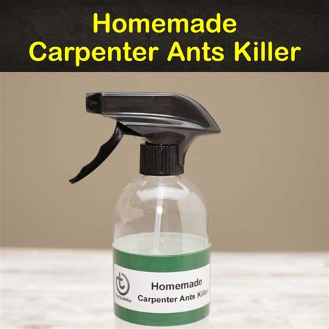 3+ Effective Homemade Carpenter Ants Killer Recipes