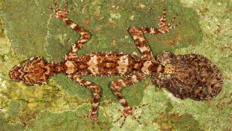 Saltuarius eximius: New Species of Leaf-Tailed Gecko Found in Australia ...