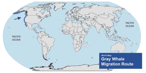 Gray Whale Migration Route | Ocean Futures Society