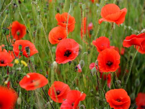 Poppies. November 11th. It is a day of… | by Patrick Hollis | Medium