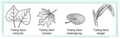 Struktur Daun dan Batang pada Tumbuhan - Panduan soal