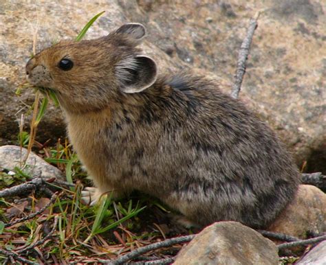 Key Largo Cotton Mouse | Everglades Tours | American pika, Mammals, Animals