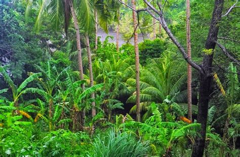 Tropical Rainforest in the Philippines: Tropical Rainforests of the Philippines